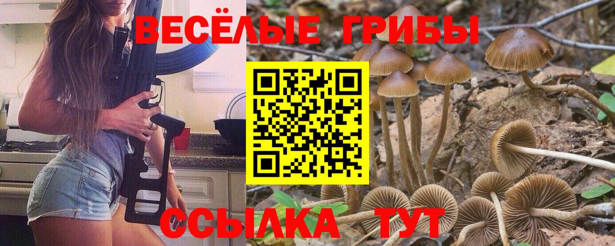 Псилоцибиновые грибы Psilocybe Ивантеевка